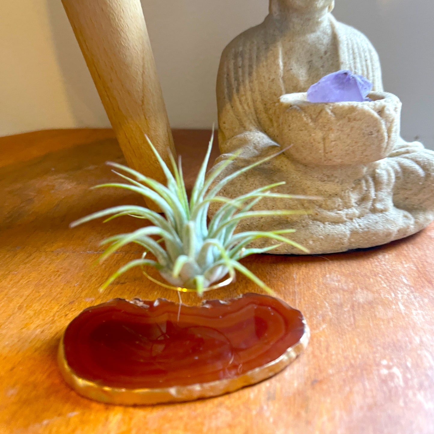 Red Agate Slice Crystal Air Plant Holder - Tillandsia Ionantha Guatemala Plant and Gift Box Included (Copy)