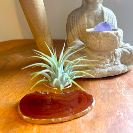 Red Agate Slice Crystal Air Plant Holder - Tillandsia Ionantha Guatemala Plant and Gift Box Included (Copy)