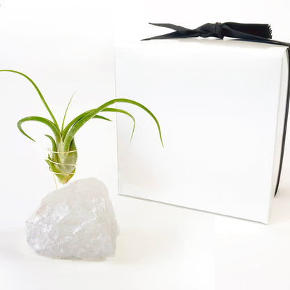 Thank You Gift - Clear Quartz Crystal Air Plant Holder