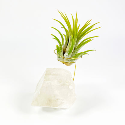 One-of-a-Kind Clear Quartz Crystal with Point Air Plant Holder