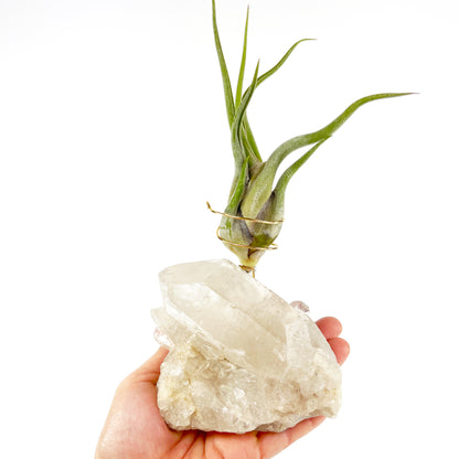 One-of-a-Kind Large Clear Quartz Crystal with Point Air Plant Holder