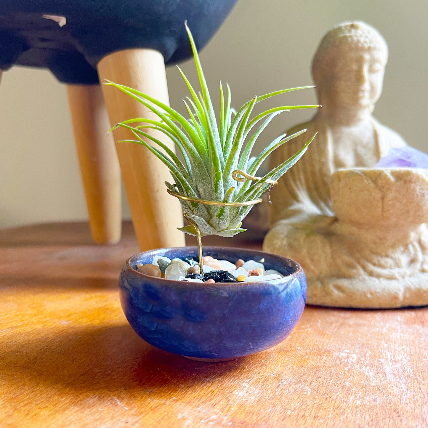 Dark Blue Ceramic Sake Cup Air Plant Holder (with glued rock filling)