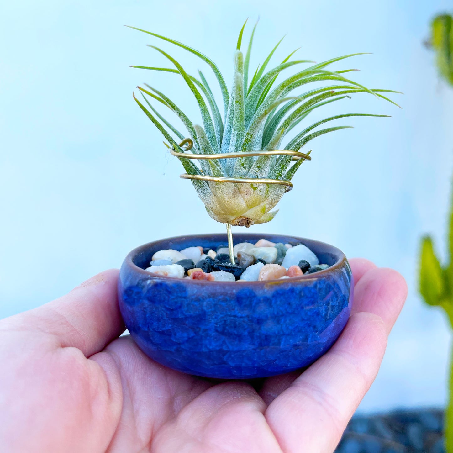 Dark Blue Ceramic Sake Cup Air Plant Holder (with glued rock filling)