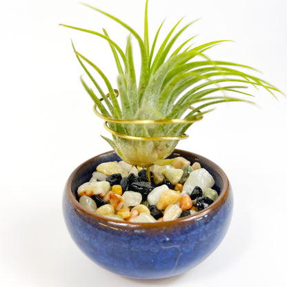 Dark Blue Ceramic Sake Cup Air Plant Holder (with glued rock filling)