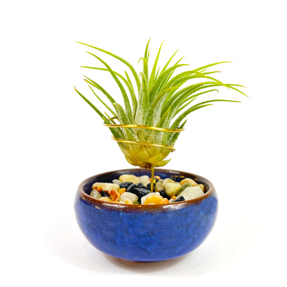 Dark Blue Ceramic Sake Cup Air Plant Holder (with glued rock filling)