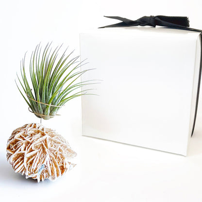 Father's Day Gift — Desert Rose Air Plant Holder