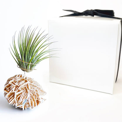 Get Well Gift - Desert Rose Air Plant Holder