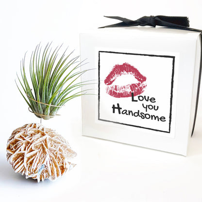 Get Well Gift - Desert Rose Air Plant Holder