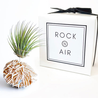 Get Well Gift - Desert Rose Air Plant Holder