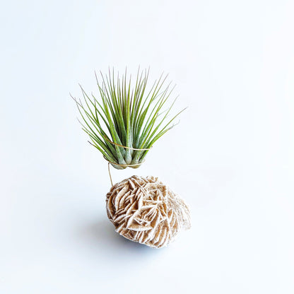 Get Well Gift - Desert Rose Air Plant Holder