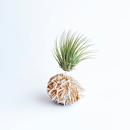 Get Well Gift - Desert Rose Air Plant Holder