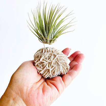 Unique Birthday Gift - Desert Rose Air Plant Holder