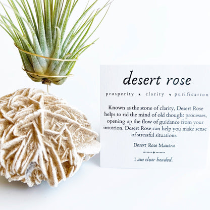 Get Well Gift - Desert Rose Air Plant Holder