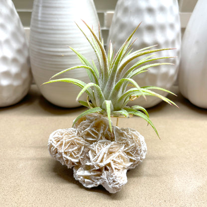 Unique Birthday Gift - Desert Rose Air Plant Holder