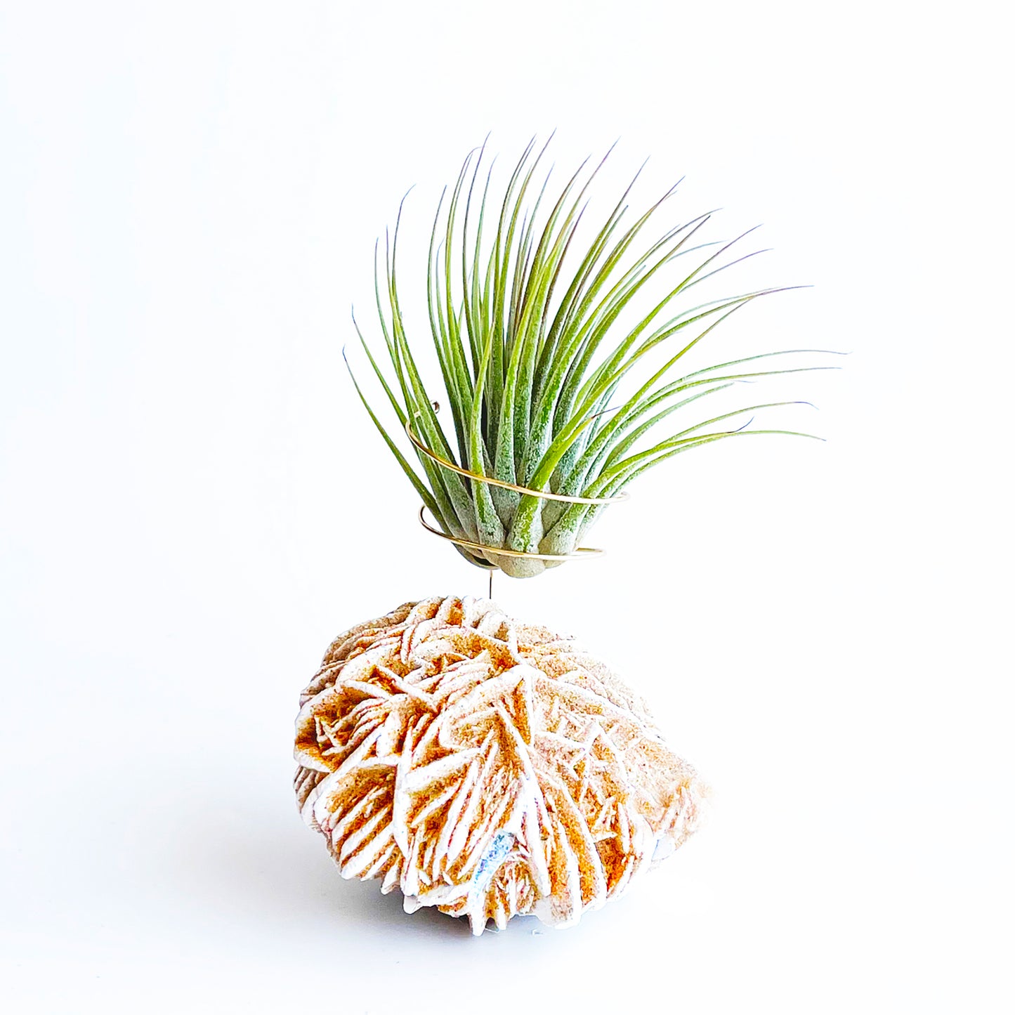 Mother's Day Gift — Desert Rose Air Plant Holder