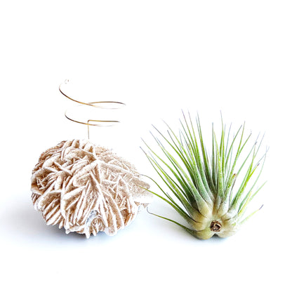 Father's Day Gift — Desert Rose Air Plant Holder