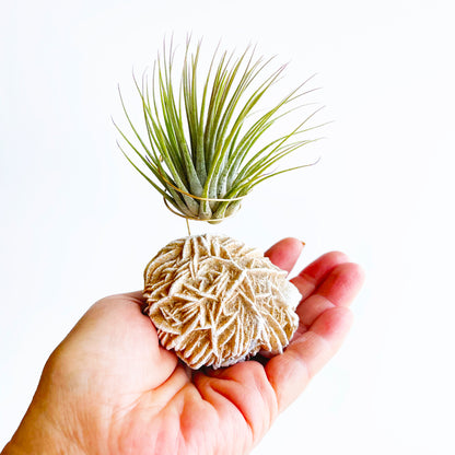 Desert Rose Air Plant Holder