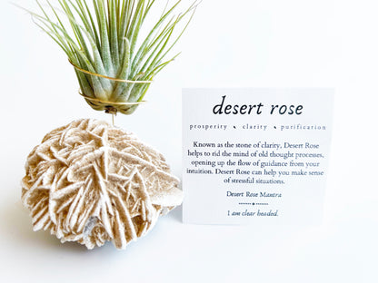 Desert Rose Air Plant Holder