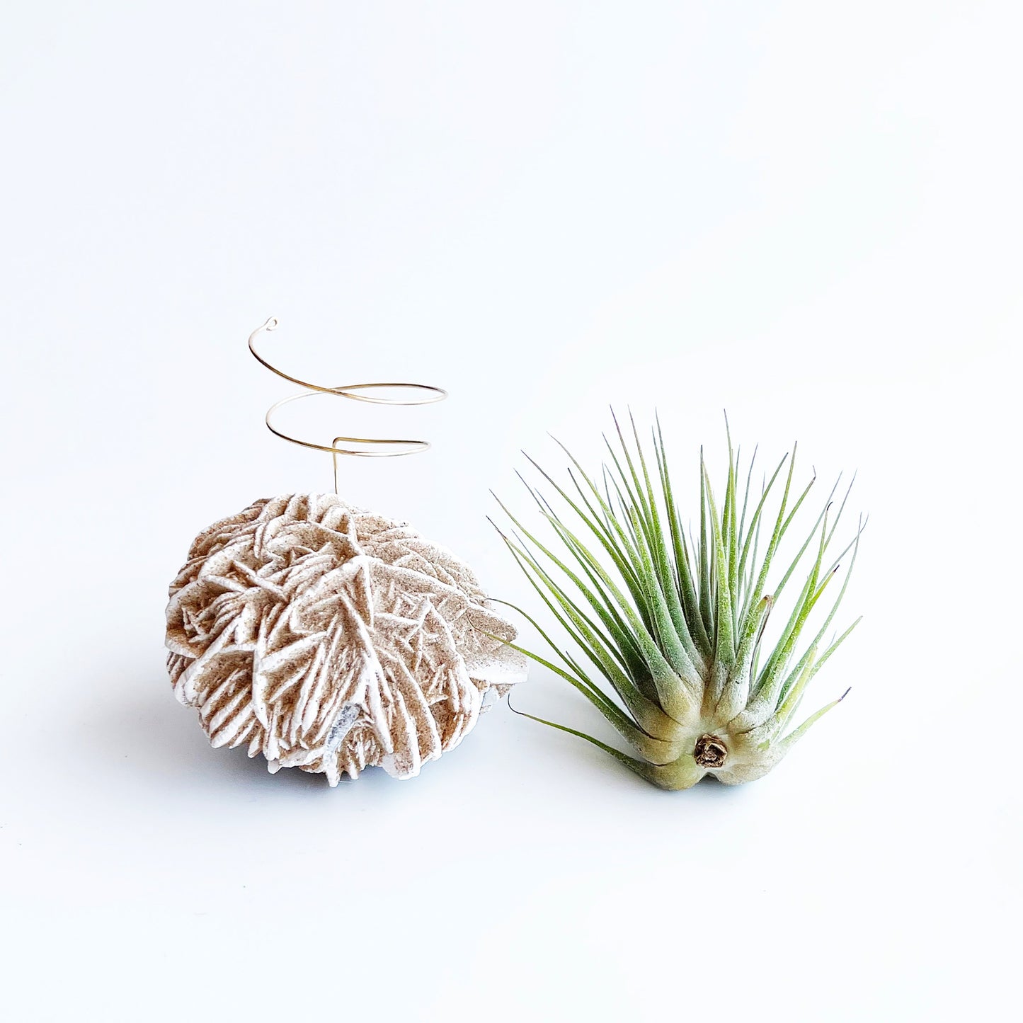 Desert Rose Air Plant Holder