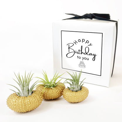 Unique Birthday Gift - Gold Metallic Sea Urchin Air Plants Holders (Set of 3)