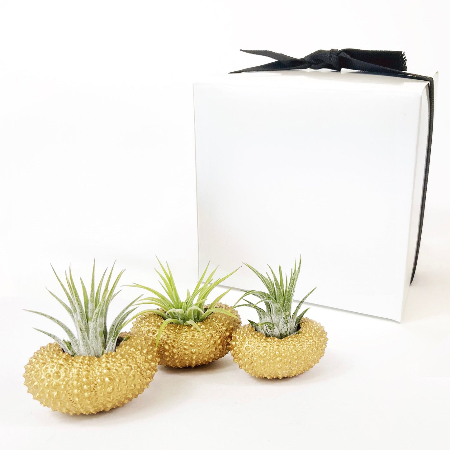 Unique Birthday Gift - Gold Metallic Sea Urchin Air Plants Holders (Set of 3)