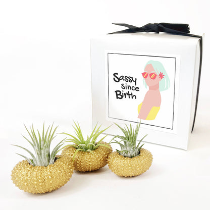 Unique Birthday Gift - Gold Metallic Sea Urchin Air Plants Holders (Set of 3)