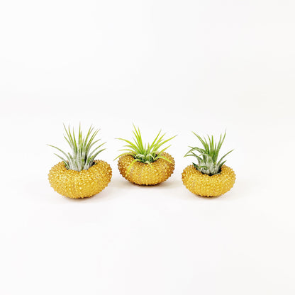 Unique Birthday Gift - Gold Metallic Sea Urchin Air Plants Holders (Set of 3)