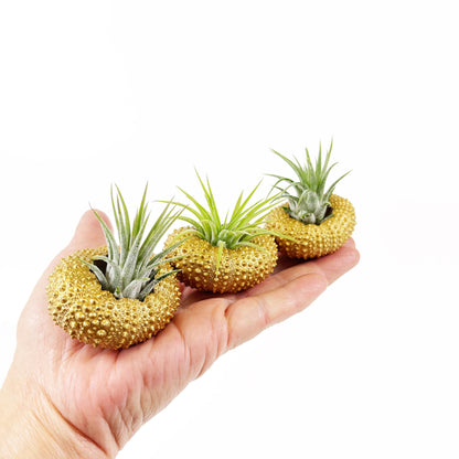 Unique Birthday Gift - Gold Metallic Sea Urchin Air Plants Holders (Set of 3)