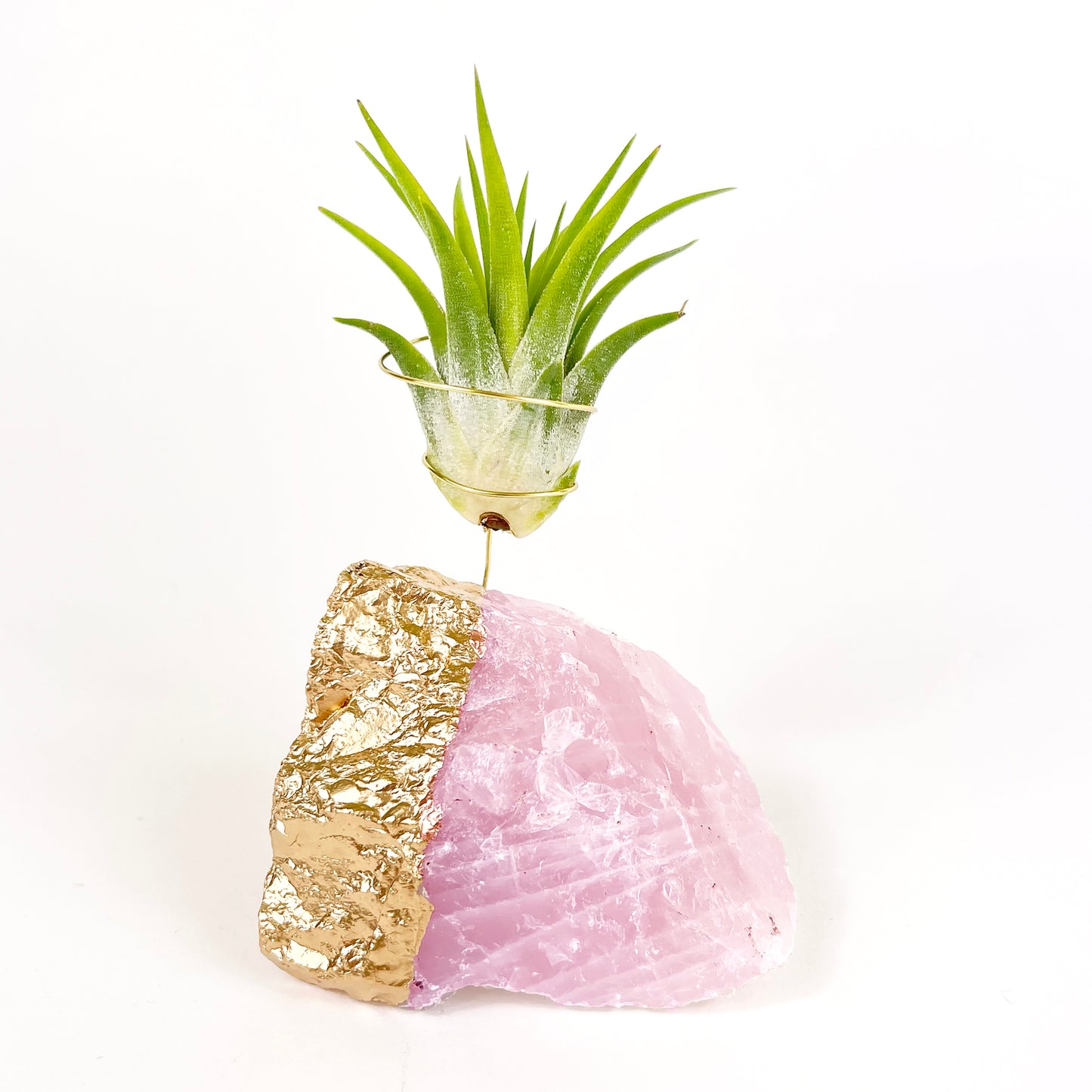 Gold Dipped Rose Quartz Air Plant Holder (Tillandsia Ionantha Guatemala) - Valentine's Day Air Plant Gifts (Copy)