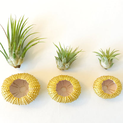 Gold Metallic Sea Urchin Air Plants Holders (Set of 3) - Includes Healthy Live Air Plants and Gift Box