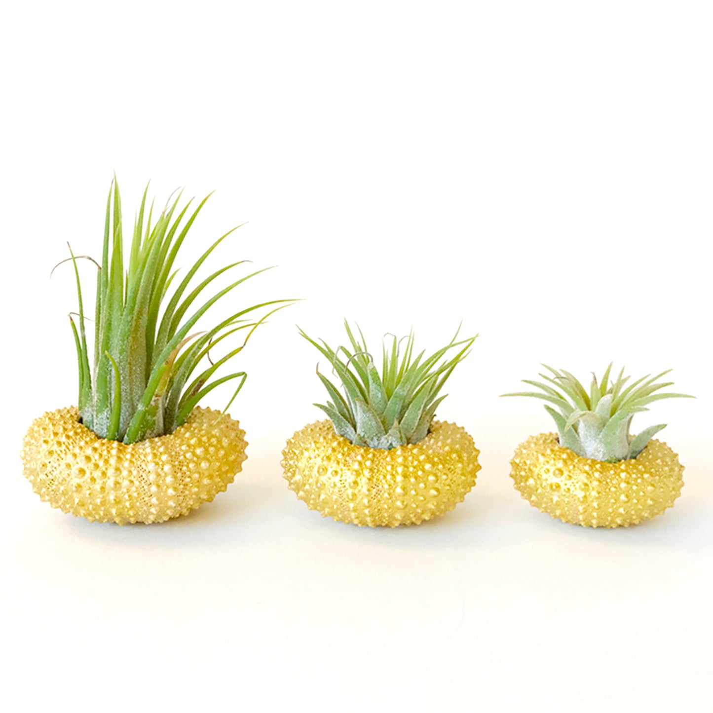 Gold Metallic Sea Urchin Air Plants Holders (Set of 3) - Includes Healthy Live Air Plants and Gift Box