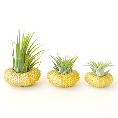 Gold Metallic Sea Urchin Air Plants Holders (Set of 3) - Includes Healthy Live Air Plants and Gift Box