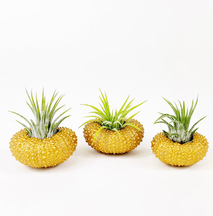 Gold Metallic Sea Urchin Air Plants Holders (Set of 3) - Includes Healthy Live Air Plants and Gift Box