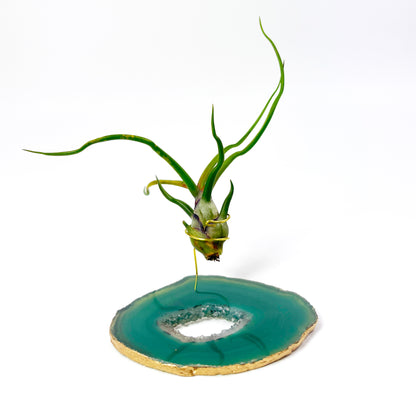 Small Green Agate Crystal Air Plant Holder with Tillandsia Bolbosa