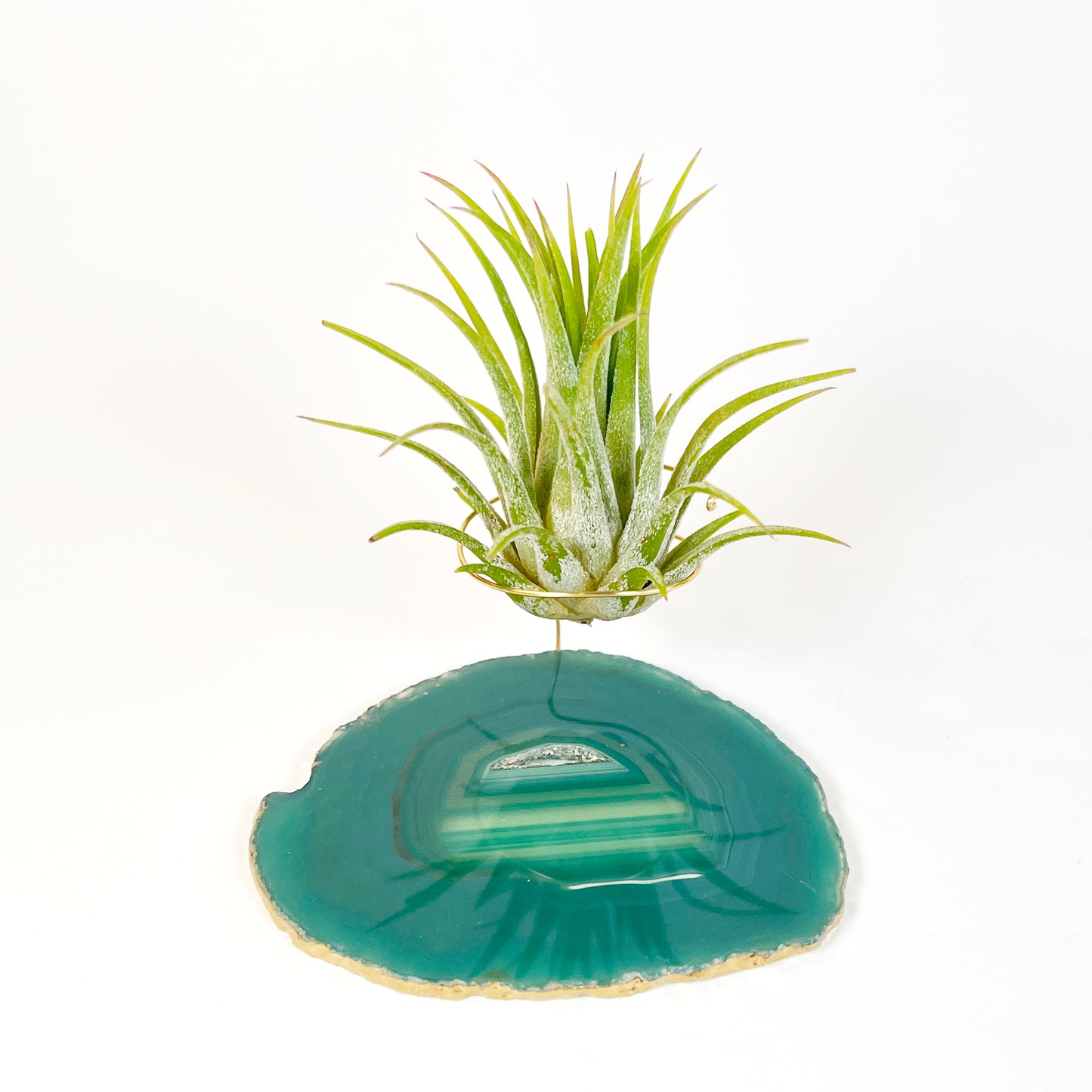 Green Agate Crystal Air Plant Holder - Tillandsia Ionantha Guatemala Plant and Gift Box Included