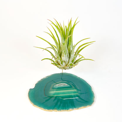Green Agate Crystal Air Plant Holder - Tillandsia Ionantha Guatemala Plant and Gift Box Included