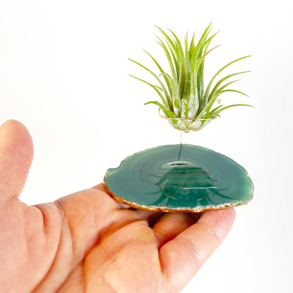 Green Agate Crystal Air Plant Holder - Tillandsia Ionantha Guatemala Plant and Gift Box Included