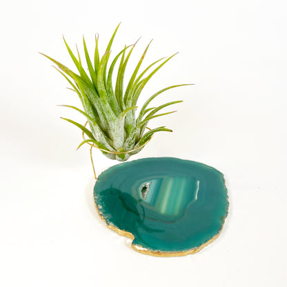 Green Agate Crystal Air Plant Holder - Tillandsia Ionantha Guatemala Plant and Gift Box Included