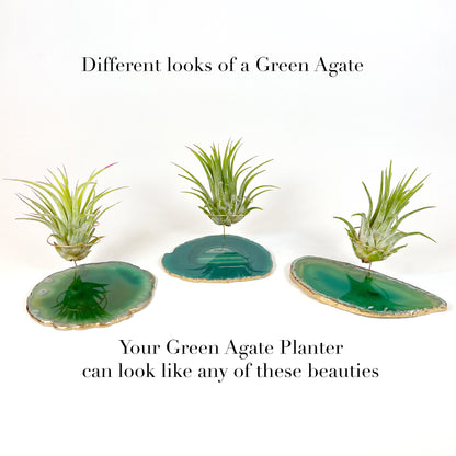 Green Agate Crystal Air Plant Holder - Tillandsia Ionantha Guatemala Plant and Gift Box Included