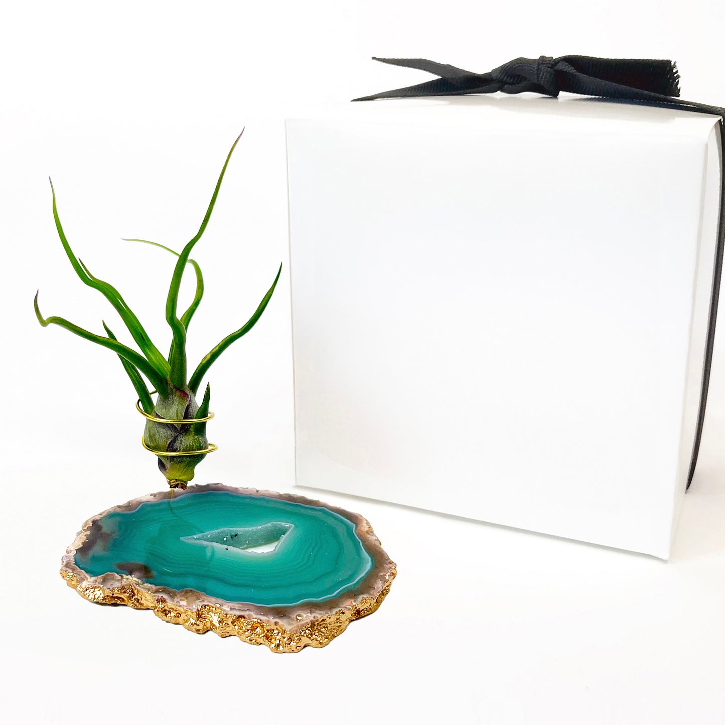 Small Green Agate Crystal Air Plant Holder with Tillandsia Bolbosa