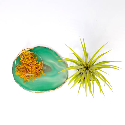 Father's Day Gift — Large Green Agate Crystal with Orange Moss Detail Air Plant Holder