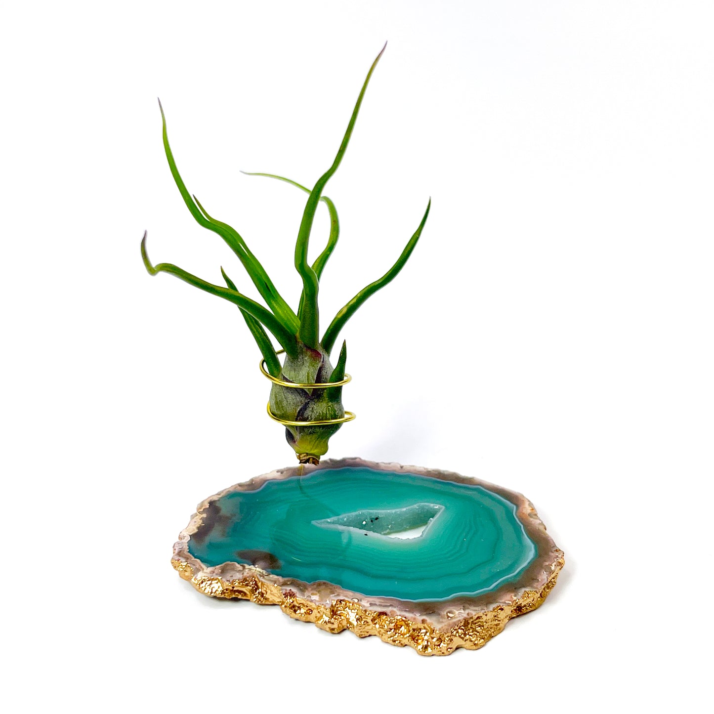 Small Green Agate Crystal Air Plant Holder with Tillandsia Bolbosa