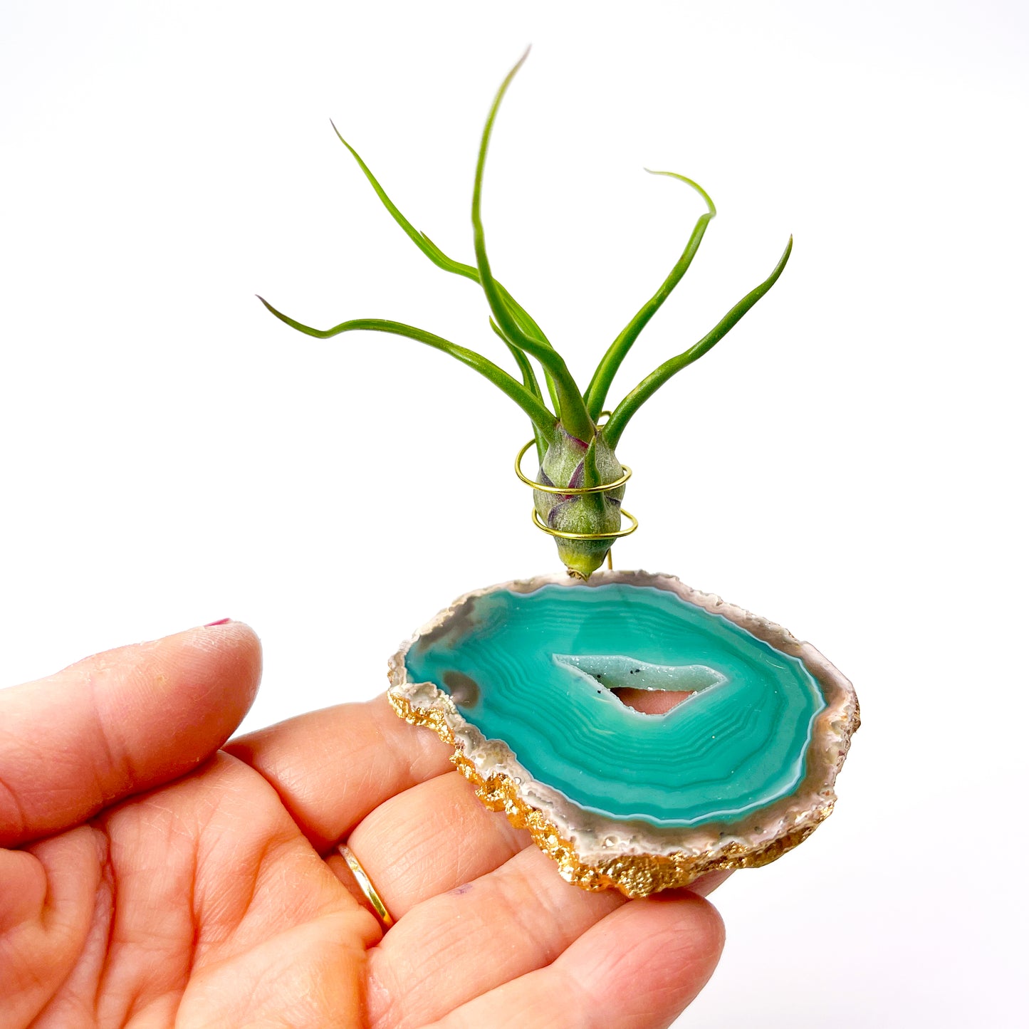 Small Green Agate Crystal Air Plant Holder with Tillandsia Bolbosa