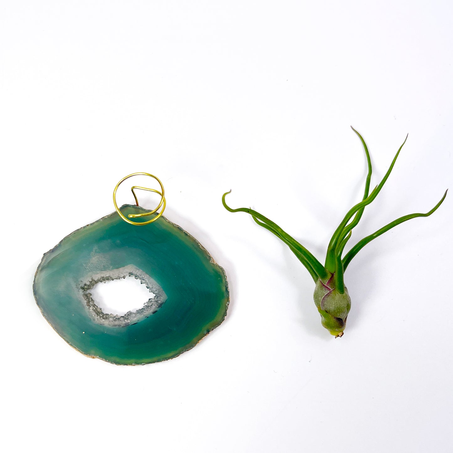 Small Green Agate Crystal Air Plant Holder with Tillandsia Bolbosa