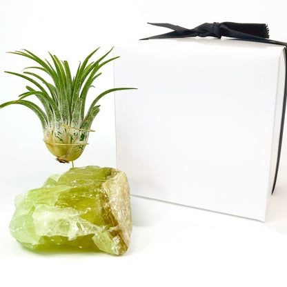 Green Calcite Air Plant Holder