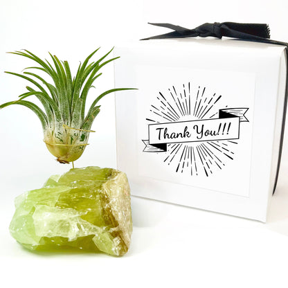 Thank You Gift - Green Calcite Air Plant Holder