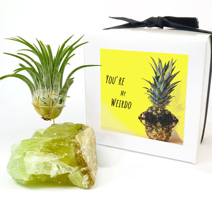 Green Calcite Air Plant Holder