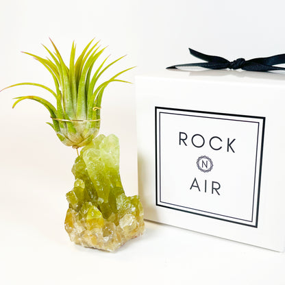 Rare Green Calcite Crystal Air Plant Holder | Unique Birthday Gift for Her