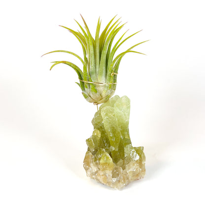 Rare Green Calcite Crystal Air Plant Holder | Unique Birthday Gift for Her