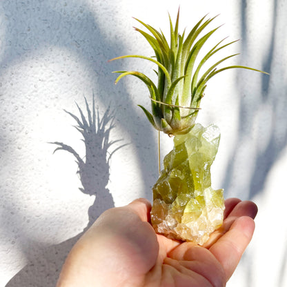 Rare Green Calcite Crystal Air Plant Holder | Unique Birthday Gift for Her